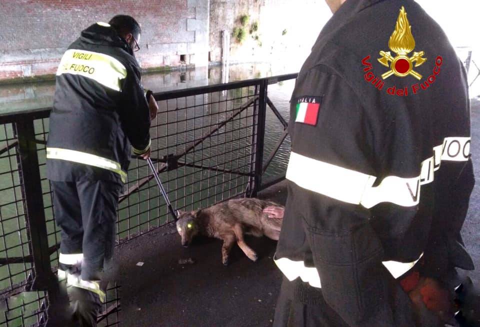 Il salvataggio del lupo nel Naviglio