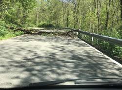 Paura... Pianta sulla strada da San Alessandro a Caidate di Sumirago