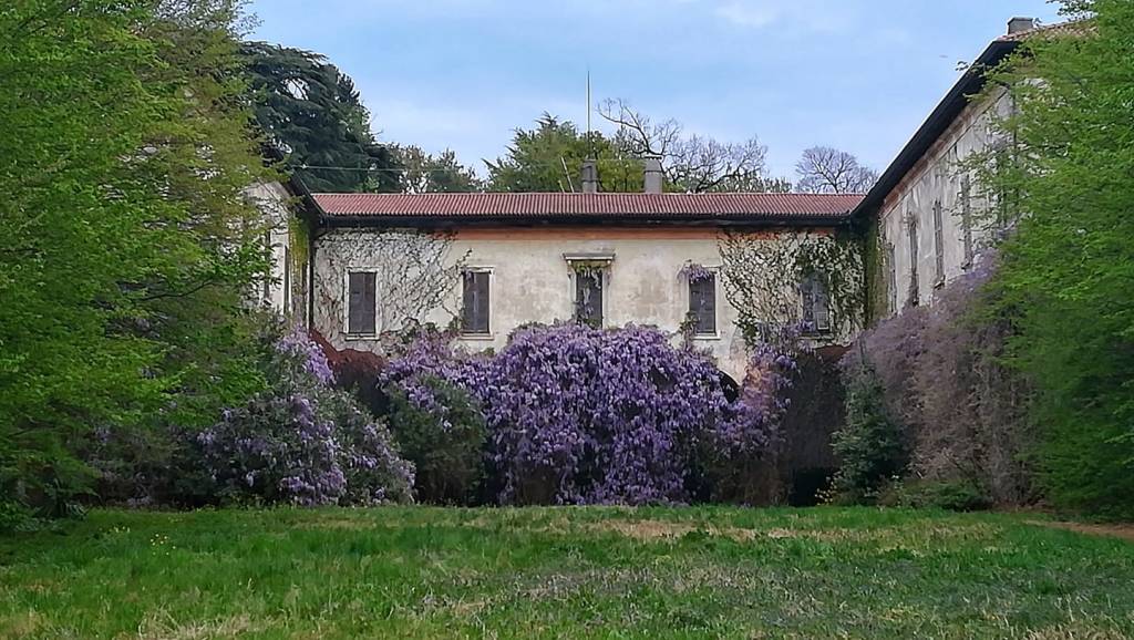 Glicini e ciliegi
