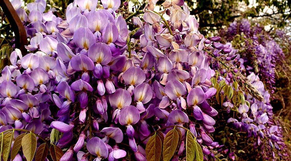 La magia della primavera a Sant'Eusebio