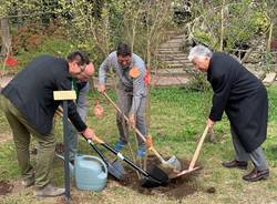 Melograni ai giardini estensi per fondazione Ascoli