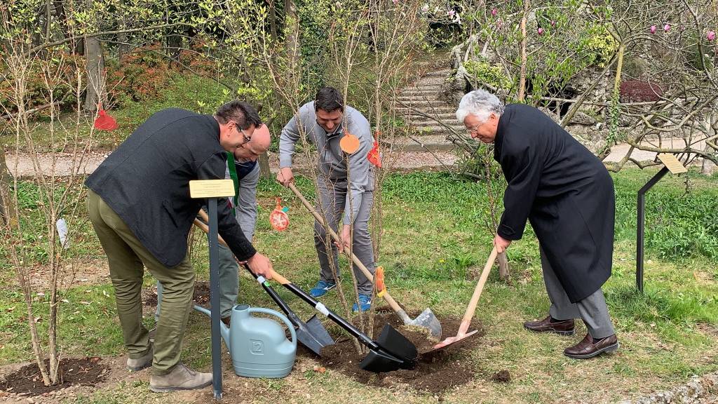 Melograni ai giardini estensi per fondazione Ascoli