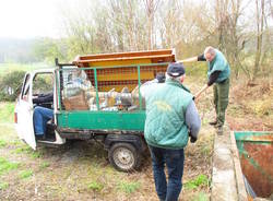 pulizia boschi gemonio