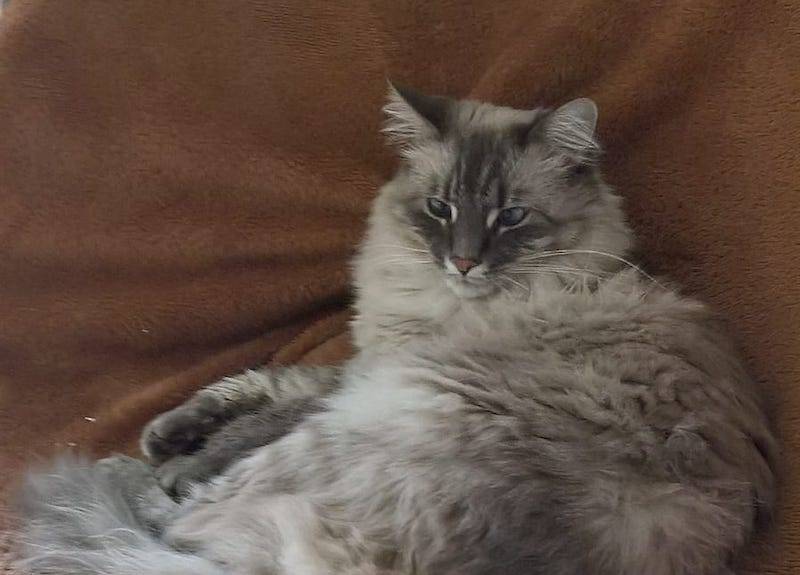 Ronfolo perso a Gazzada