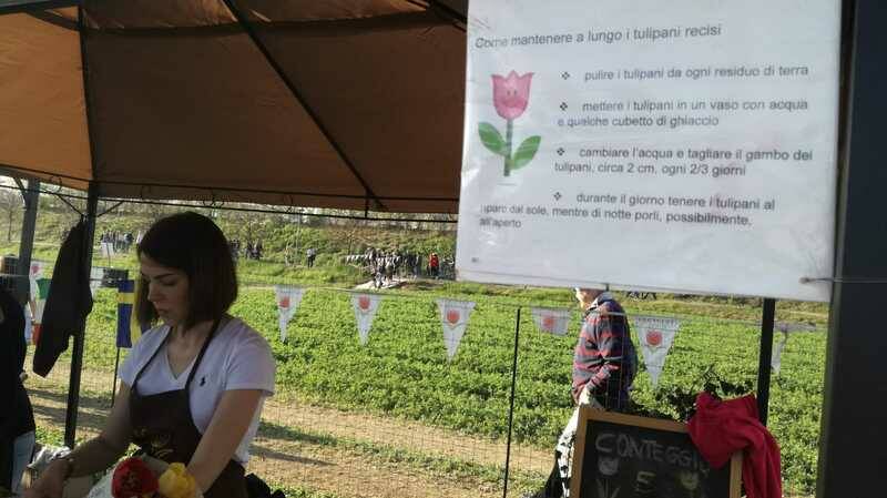 Tulipani italiani arese 2019  7 