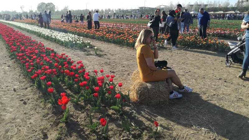 Tulipani italiani arese 2019  8 