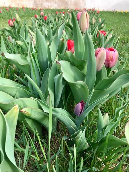villa arconati bollate tulipani e narcisi  1 