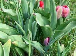 villa arconati bollate tulipani e narcisi  1 