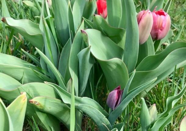 Tulipani e arrosticini in Villa Arconati-Bollate