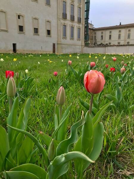 villa arconati bollate tulipani e narcisi  2 