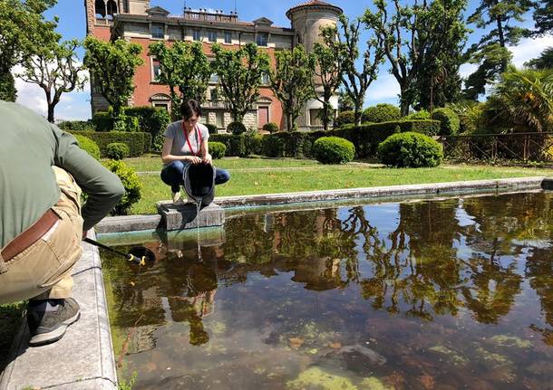 A villa Toeplitz si mettono in salvo i girini