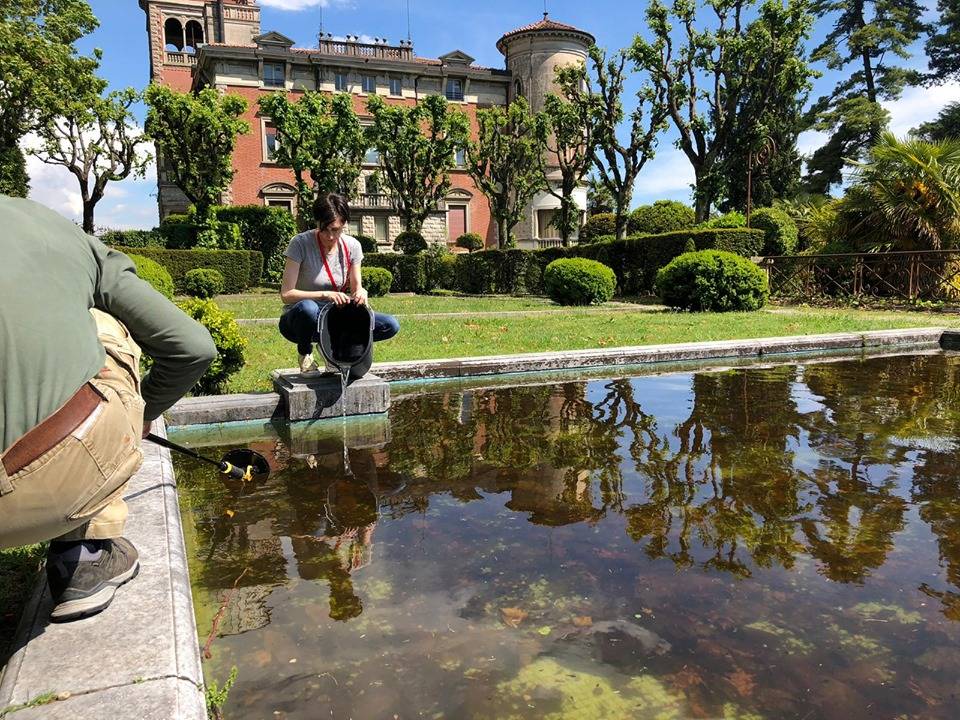 A villa Toeplitz si mettono in salvo i girini