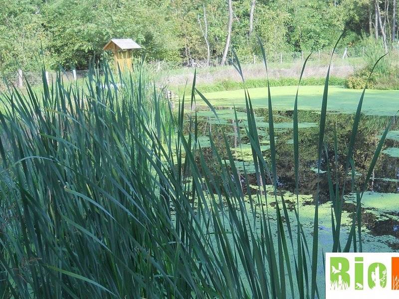 BioBlitz 2019
