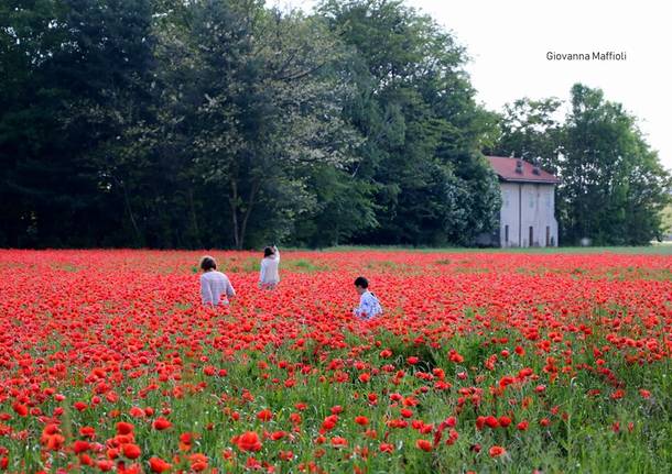 campo di papaveri sacconago