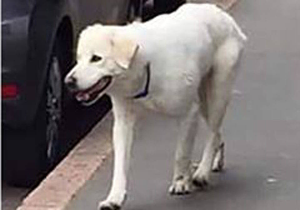 Cane bianco