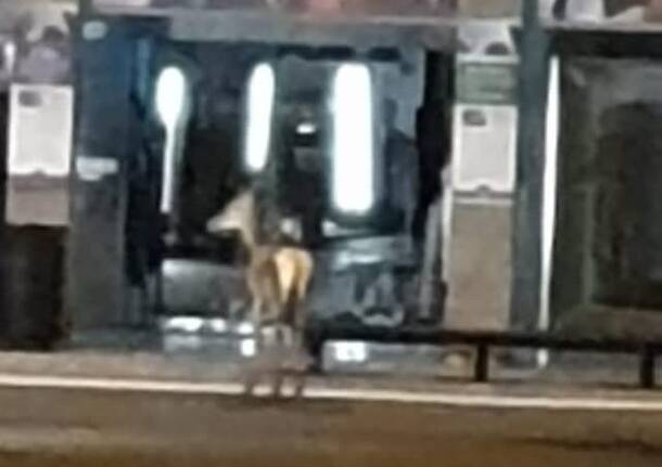 Capriolo (?) in centro a Legnano