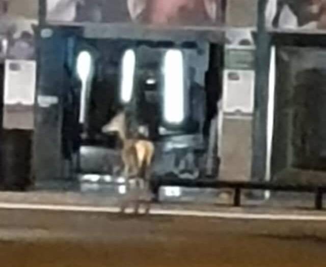capriolo in centro a legnano  1 