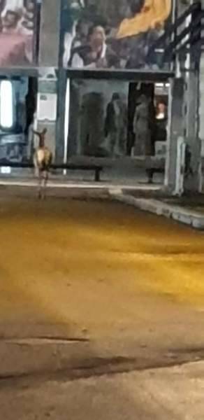 capriolo in centro a legnano  2 