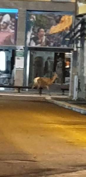 capriolo in centro a legnano  3 