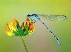 COLORI SULL\'ACQUA