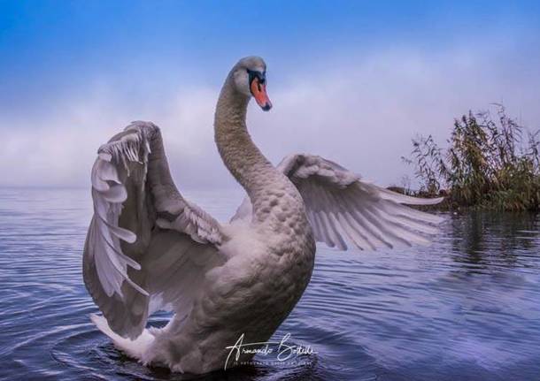 Cigno 