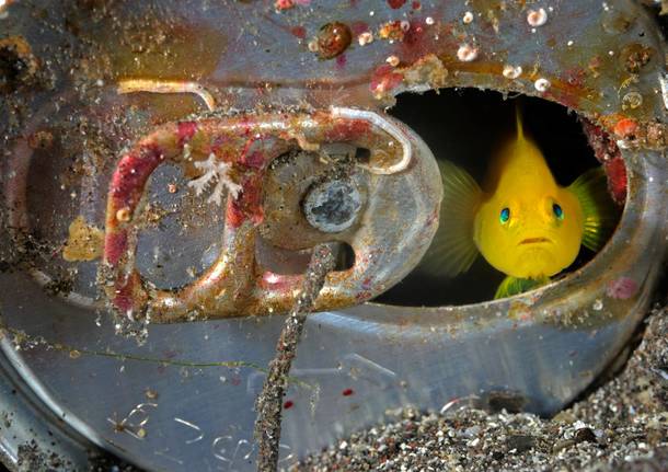 foto di Brian J. Skerry per National Geographic