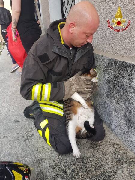 Gatto incendio Malnate