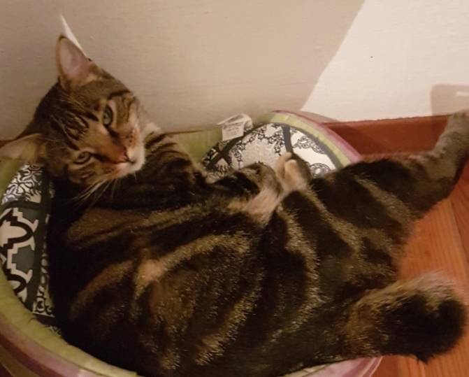 Joy, smarrito a Induno Olona
