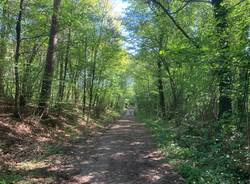 Parco pineta a Tradate
