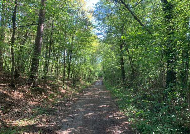 Parco pineta a Tradate