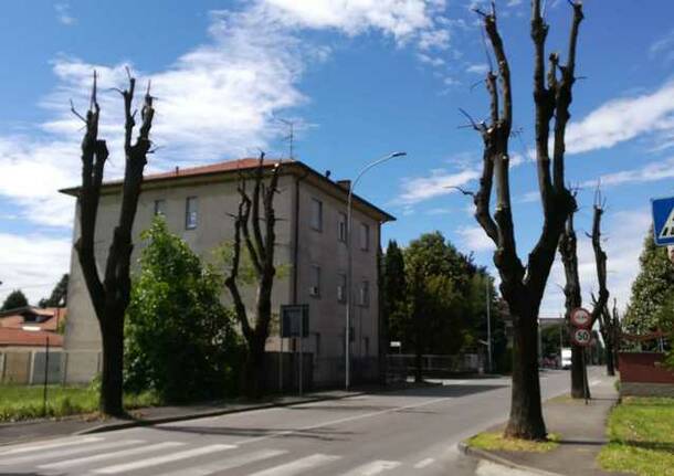 Potatura alberi di via Magenta – Canegrate