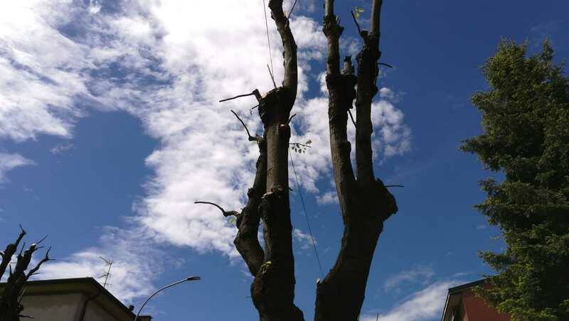 Potatura taglio alberi via Magenta canegrate  2 