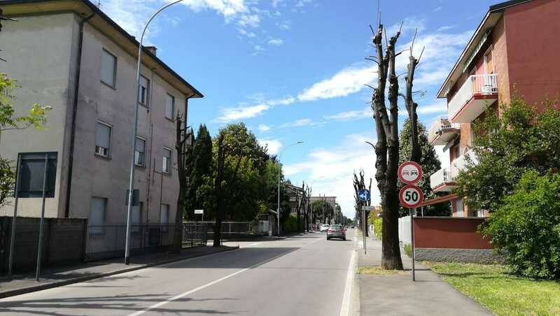 Potatura taglio alberi via Magenta canegrate  3 