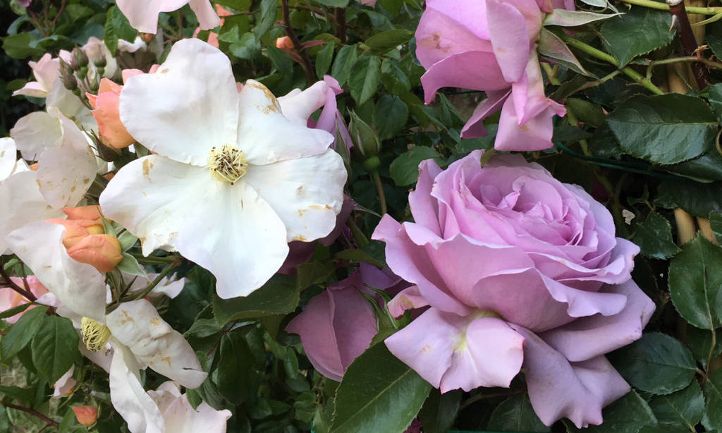 Yougardener Flower Show - maggio 2019