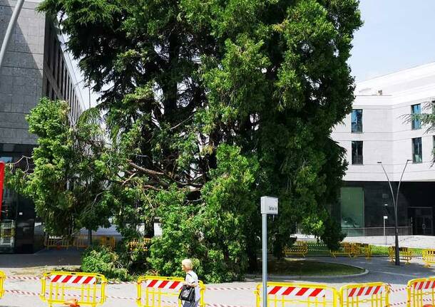 Piazza Ferrè, ramo spezzato del cedro americano