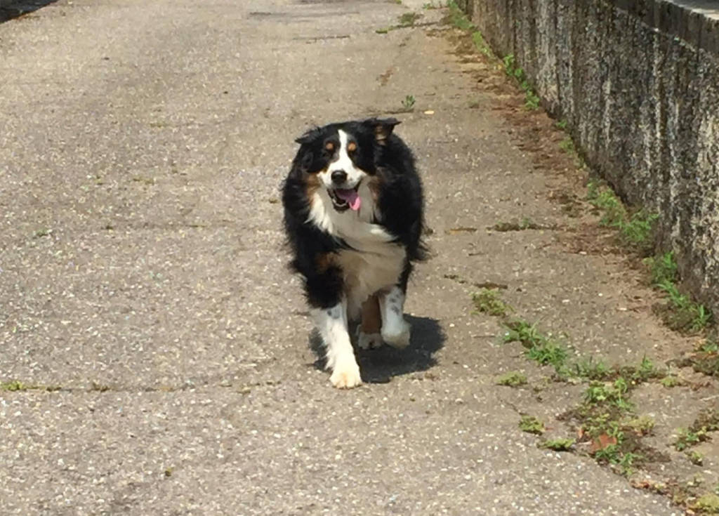 Cane trovato a Carnago