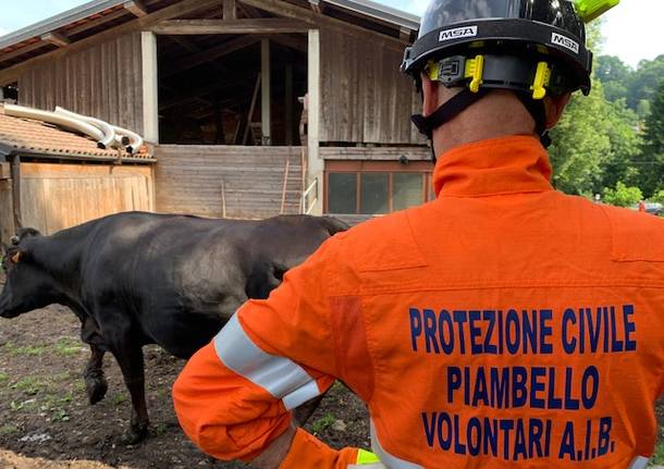 La grande esercitazione civile per salvare gli animali