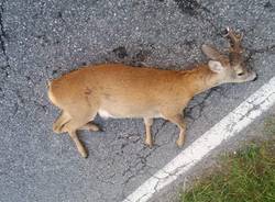 cervo investito animale selvatico