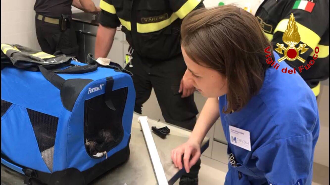 Gatto incastrato nel divano