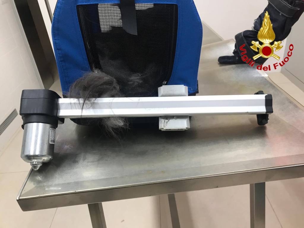 Gatto incastrato nel divano