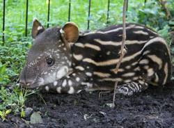 Lodi tapiro le cornelle