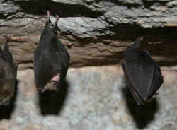 miniera pipistrelli