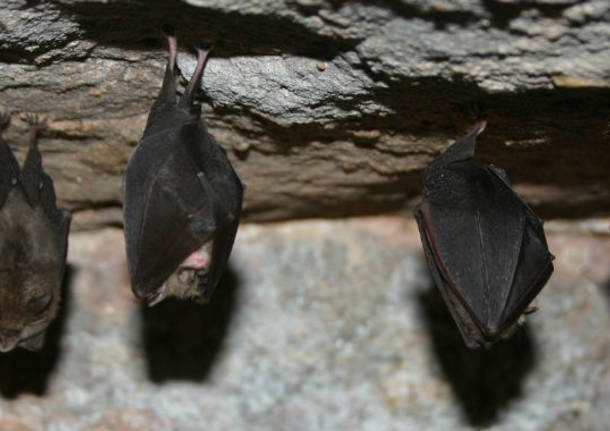 miniera pipistrelli