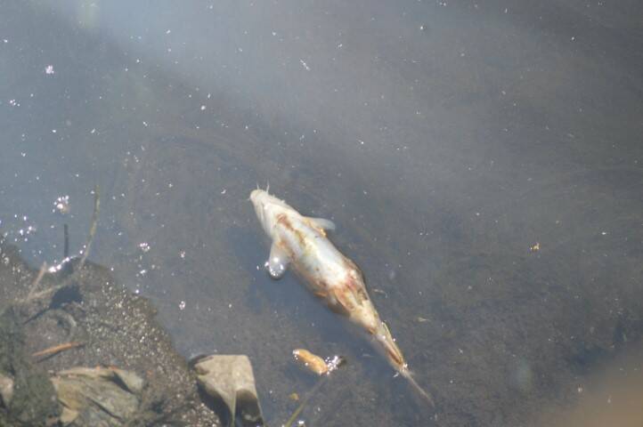 Moria di pesci nell Olona   San lorenzo di Parabiago  5 