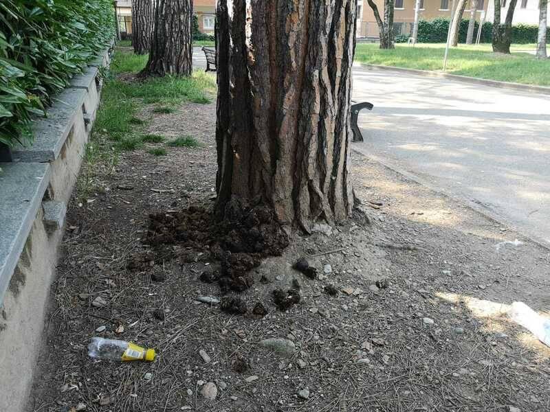 parchetto mazziniWhatsApp Image 2019 06 05 at 11 02 59 copia 4