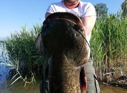 pesce siluto