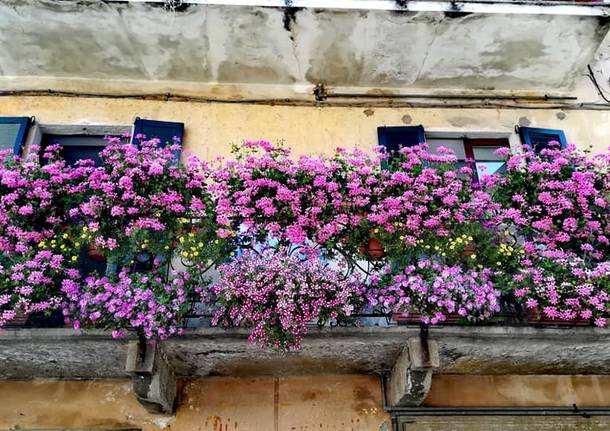 angela boschiroli azzate balcone fiorito