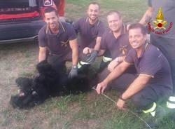 cane vigili del fuoco