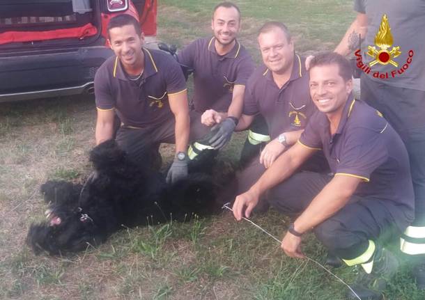 cane vigili del fuoco