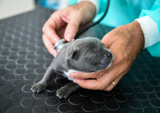 Femmina di cane corso salvata coi suoi piccoli